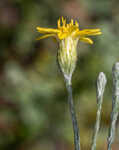 Narrowleaf silkgrass